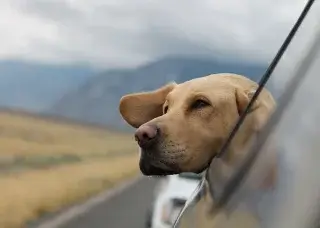 Собаки увеличивают доходы люксовых отелей