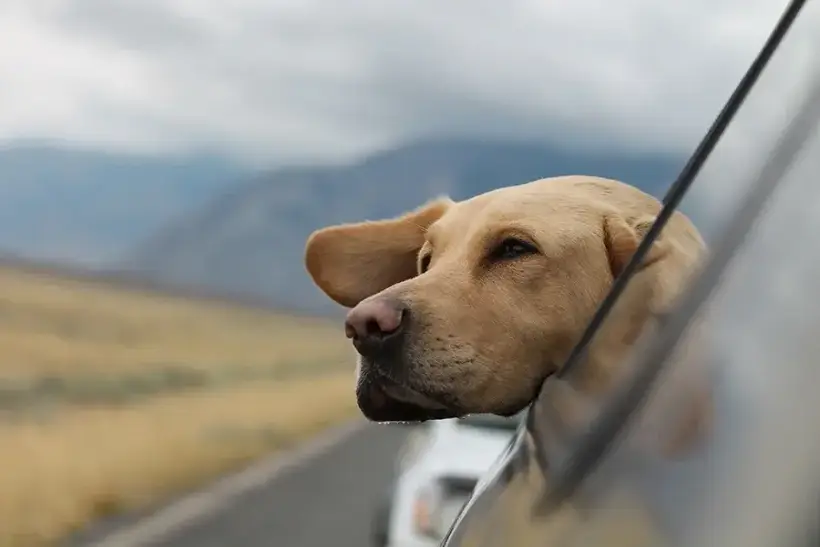 Собаки увеличивают доходы люксовых отелей